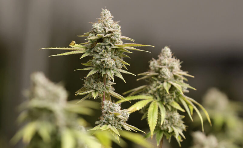 High Times & Misdemeanors: Recreational marijuana sales begin in Marietta
